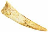 Huge, Fossil Pterosaur (Siroccopteryx) Tooth - Morocco #245980-1